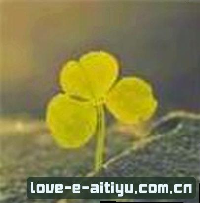 吴少
